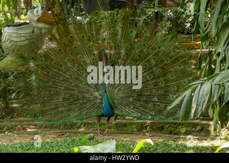 Indische Erbse Geflügel anzeigen im Bird Garden, Kuala Lumpur, Malaysia Stockfoto