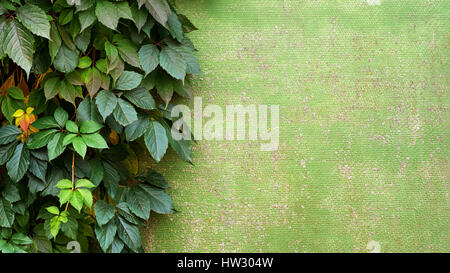 Natürlichen Rahmen des Weinbaus an der Wand. Stockfoto