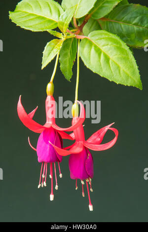 Fuchsia "Lady's Ohrentropfen" in der Blume Kuppel, Gardens by the Bay, Singapur Stockfoto