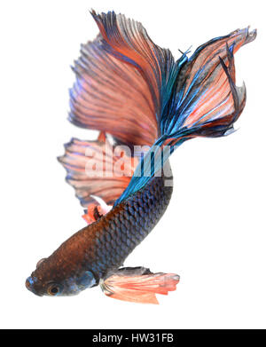 Aktion der Haft Mond Schweif orange grün Betta Fische oder siamesische Kampffische Foto in Flash-Studio-Beleuchtung. Stockfoto