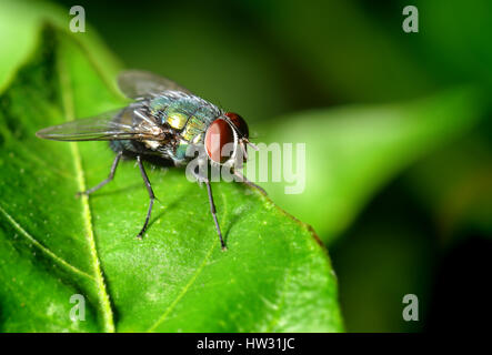 Eine Fliege auf dem Blatt in Natur Foto in Outdoor-Blitz Licht niedrigen hellen und dunklen Schatten. Stockfoto