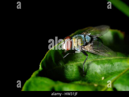 Eine Fliege auf dem Blatt in Natur Foto in Outdoor-Blitz Licht niedrigen hellen und dunklen Schatten. Stockfoto