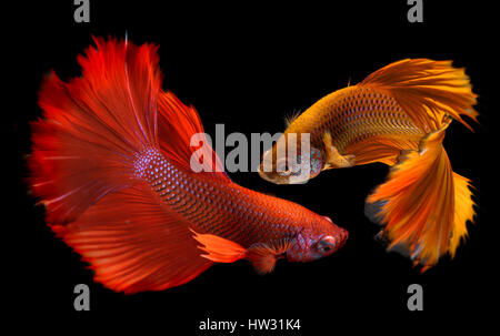 Betta Fisch in Freiheit handeln und zeigen die schönen Flossen Schweif Foto Blitzbeleuchtung. Stockfoto