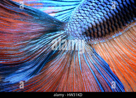 Betta Fisch in Freiheit handeln und zeigen die Details der schönen Flossen Schweif Foto Blitzbeleuchtung. Stockfoto