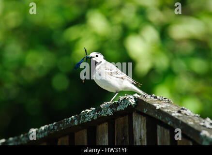 Bachstelze Vogel Essen Libelle auf Holzzaun Stockfoto