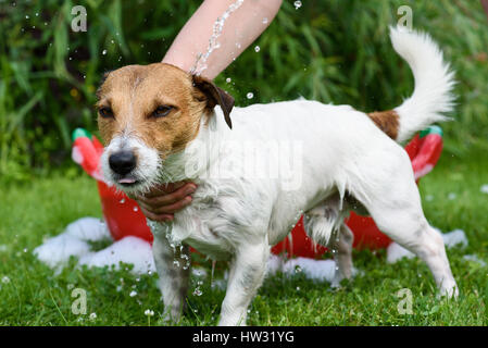 Hund unter der Dusche und Badewanne im freien Stockfoto