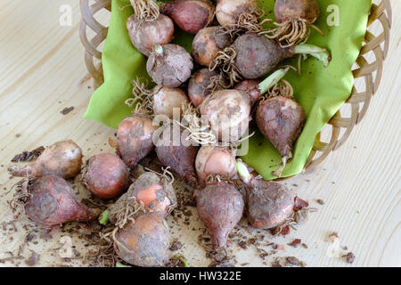 Traditionelle wild essen rohen Kochen Stockfoto