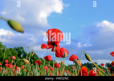 Rote Mohnblumen vor blauem Himmel Stockfoto