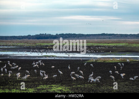 Überwinternde Kraniche auf flachen Marsh Handschuhes La Chua sinken, Paynes Prairie State Park, Florida Stockfoto