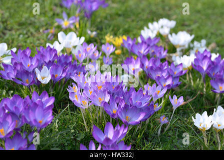Frische Krokusse im Frühling auf jungen grünen Rasen im Stadtgarten im sonnigen Tag Stockfoto