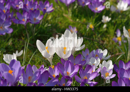 Frische Krokusse im Frühling auf jungen grünen Rasen im Stadtgarten im sonnigen Tag Stockfoto