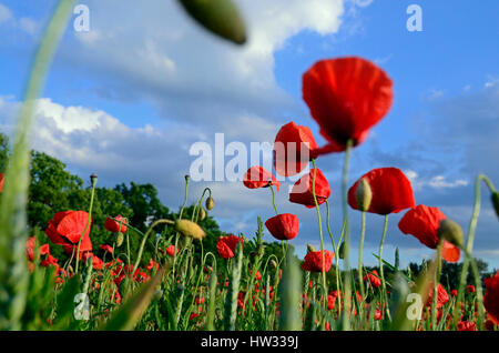 Rote Mohnblumen vor blauem Himmel Stockfoto