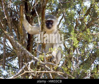 Meerkatze im Baum Stockfoto