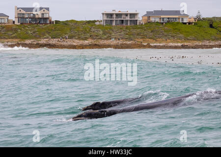 Walbeobachtung in Südafrika - Southern Right Whale und Kalb, Eubalaena Australis, vor der Küste in Gansbaai, Hermanus, Western Cape, Südafrika Stockfoto