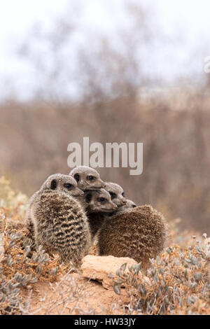 Erdmännchen-Gruppe durch ihre Höhle in der Morgendämmerung; Oudsthoorn, die Karoo, Südafrika Stockfoto