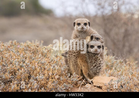 Erdmännchen - Suricata Suricatta; Gruppe von Erdmännchen durch ihren Bau in der Morgendämmerung; Oudsthoorn, der Karoo, Südafrika Stockfoto