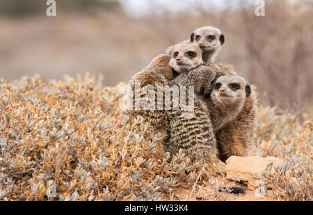 Erdmännchen - Suricata Suricatta; Gruppe von Erdmännchen durch ihren Bau in der Morgendämmerung; Oudsthoorn, der Karoo, Südafrika Stockfoto