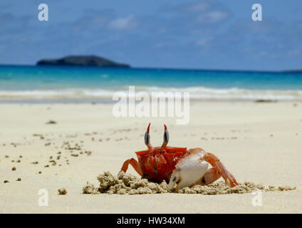 Ein Ghost-Krabbe gräbt ein Loch an Olivin Strand auf der Insel Floreana, Galapagos, Ecuador Stockfoto