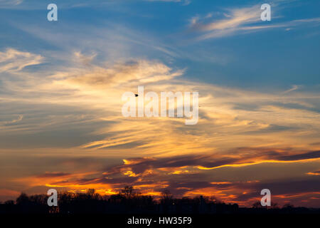 WISPs von Wolken hängen am Himmel während der ein buntes Sonnenuntergang mit einem Vogel schweben hoch über dem Horizont Stockfoto