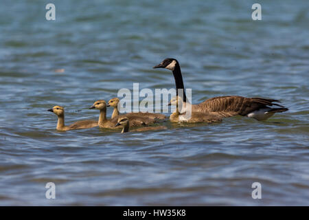 Einen Erwachsenen und fünf junge Kanadagänse (Branta canadensis) schwimmen. Stockfoto