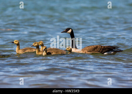 Einen Erwachsenen und fünf junge Kanadagänse (Branta canadensis) schwimmen. Stockfoto