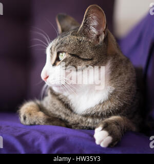 Entzückende Closeup Katze Porträt auf der Couch Stockfoto