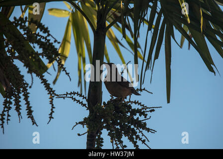 Ein Clay-Colored Robin / Drossel (Turdus Grayi) Fütterung auf die Früchte einer Palme Stockfoto