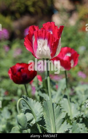 Roter Mohn Blume in Chiang Mai, Thailand Stockfoto