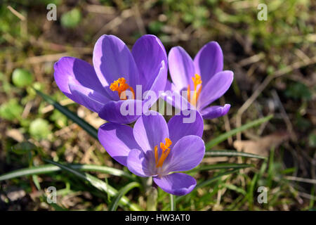 Frische Krokusse im Frühling auf jungen grünen Rasen im Stadtgarten Stockfoto