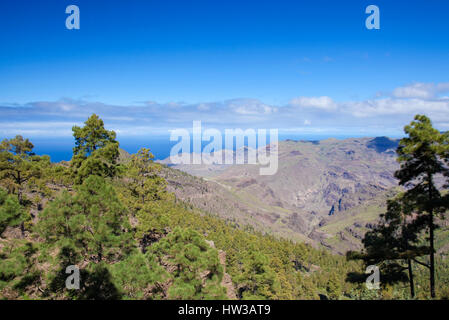 Westen Gran Canaria im Februar, Wanderweg durch alten Pinienwald rund um integrale Natur Reserve Inagua Stockfoto