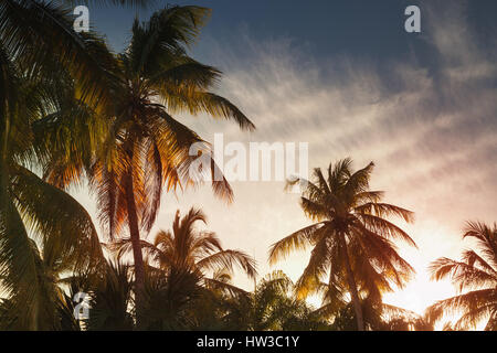 Kokosnuss-Palmen und hellen Abendhimmel, tropischen Urlaub Hintergrund. Stilisierte Foto mit bunten Tonwertkorrektur Filtereffekt Stockfoto
