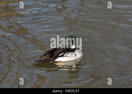 Goldauge (Bucephala clangula). Riehen, Kanton Basel-Stadt, Schweiz. Stockfoto