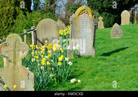 Boughton Monchelsea Dorf, Maidstone, Kent, England. Friedhof St. Peter. Grabsteine und Narzissen - März Stockfoto