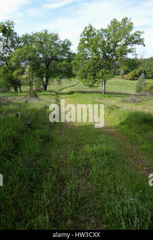 Einen grasbewachsenen Weg schlängelt sich durch Bäume im Frühling. Stockfoto