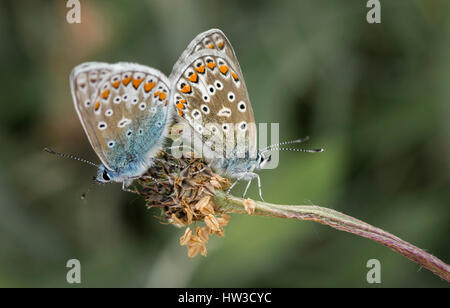 Gemeinsame blaue Schmetterlinge (Polyommatus Icarus) Erwachsenen paar Paarung. Stockfoto