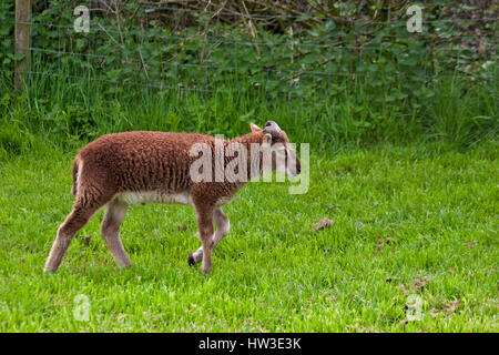 Seltene Rasse Castlemilk Moorit Schaf Stockfoto