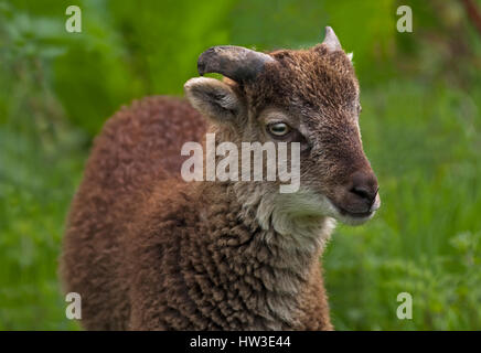 Seltene Rasse Castlemilk Moorit Schaf Stockfoto