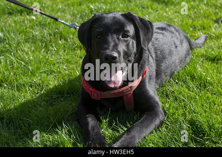 Welpen spielen an sonnigen Nachmittag im Bute Park, Cardiff. Stockfoto