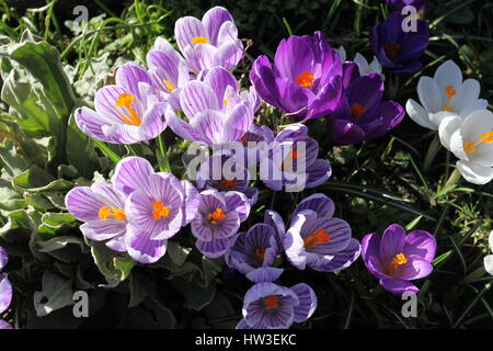 Lila und weißen Crocus, Garten im Frühjahr, England Stockfoto