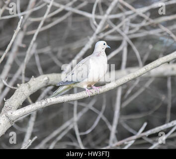 Getarnte Mourning Dove (Zenaida Macroura) Stockfoto
