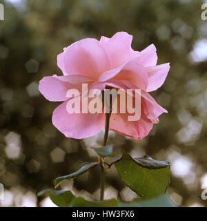 Rosa Blume. Stockfoto
