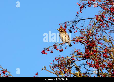 Rotdrossel Vogel Turdus Iliacus und Weißdorn Beeren Crataegus monogyna Stockfoto