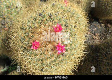 Mammillaria varieaculeata Stockfoto