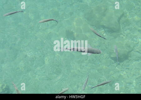 Ein Fischschwarm Schwimmen im Yachthafen Puerto Calero, Lanzarote Stockfoto