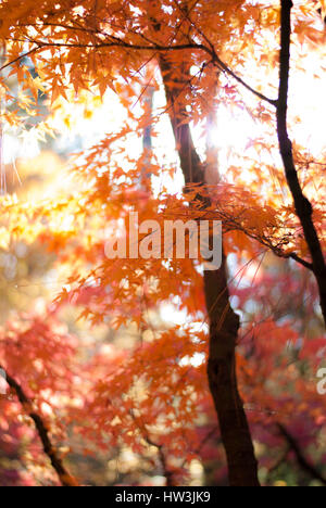 Herbstliche Sonne durch orange und gelbe Ahorn Blätter Stockfoto