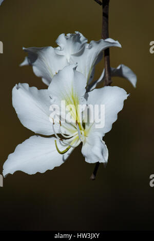 Weiße Blüten von Bauhinia Variegata "Candida". Brasilia, DF, Brasilien. Stockfoto