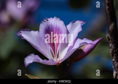 Bauhinia Blakeana gemeinhin als Hong Kong Orchidee Baum Stockfoto