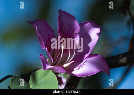 Bauhinia Blakeana gemeinhin als Hong Kong Orchidee Baum Stockfoto