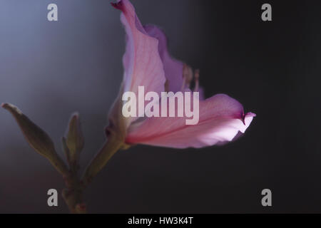 Bauhinia Blakeana gemeinhin als Hong Kong Orchidee Baum Stockfoto