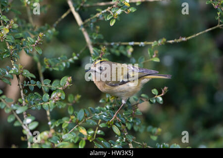 Ein Wintergoldhähnchen (Regulus Regulus) auf der Suche nach Nahrung in Hecke, Hastings, East Sussex, UK Stockfoto